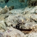crocodilefish_flathead_nus_h_0705_png1750.jpg